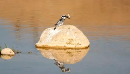 Adıyaman'da İlk Defa Görüntülenen Alaca Yalıçapkını
