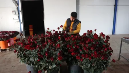 Antalya'da Gül Seracılığına Yenilikçi Yaklaşım