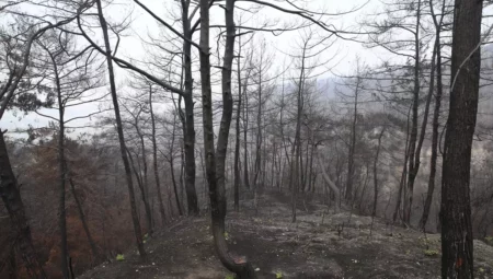 Hatay'da Yangından Zarar Gören Alanlara 3 Milyon Fidan Dikilecek